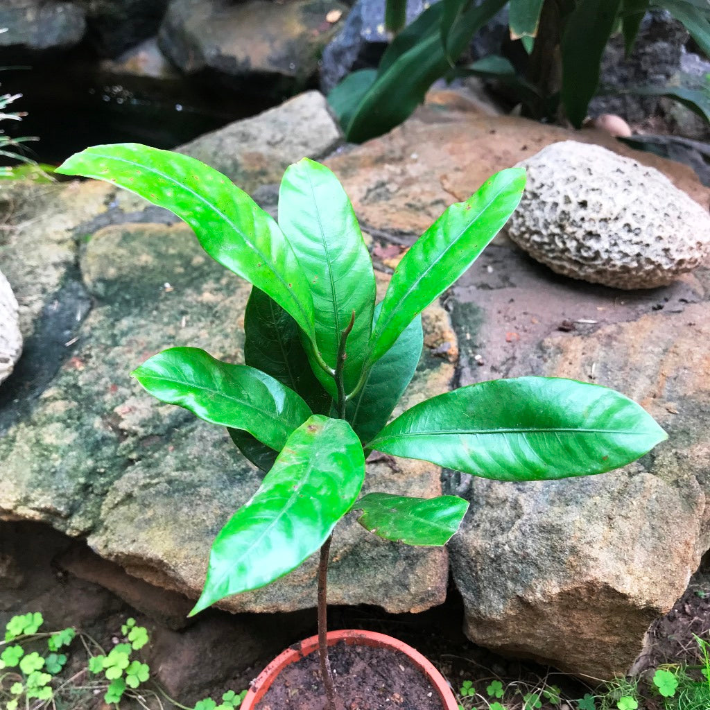 Nutmeg Jiphal Javitri Plant - myBageecha
