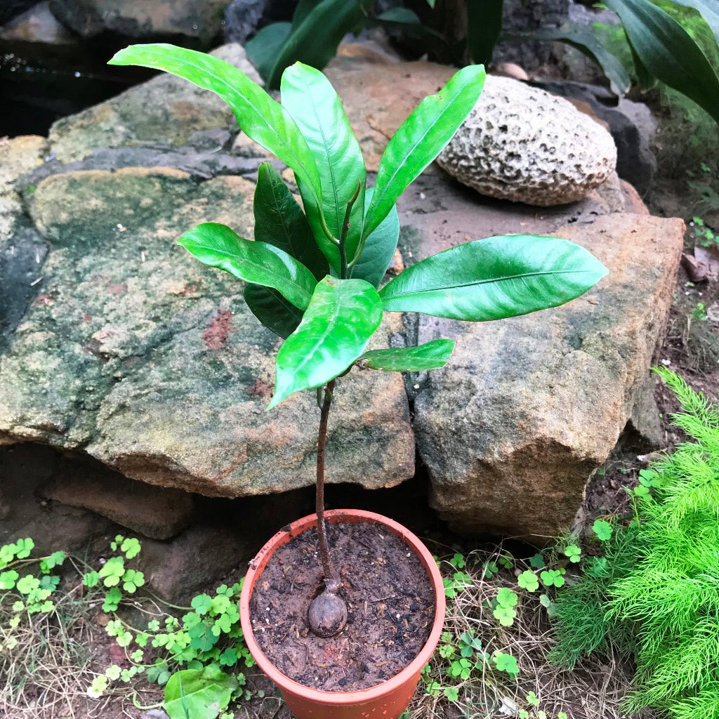 Nutmeg Jiphal Javitri Plant - myBageecha