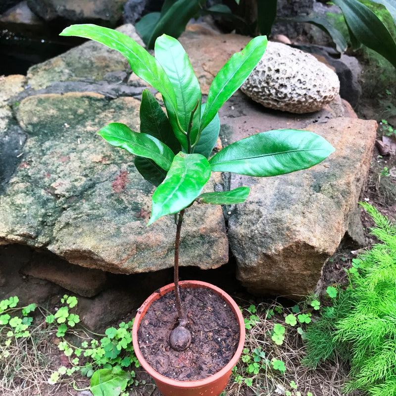 Nutmeg Jiphal Javitri Plant