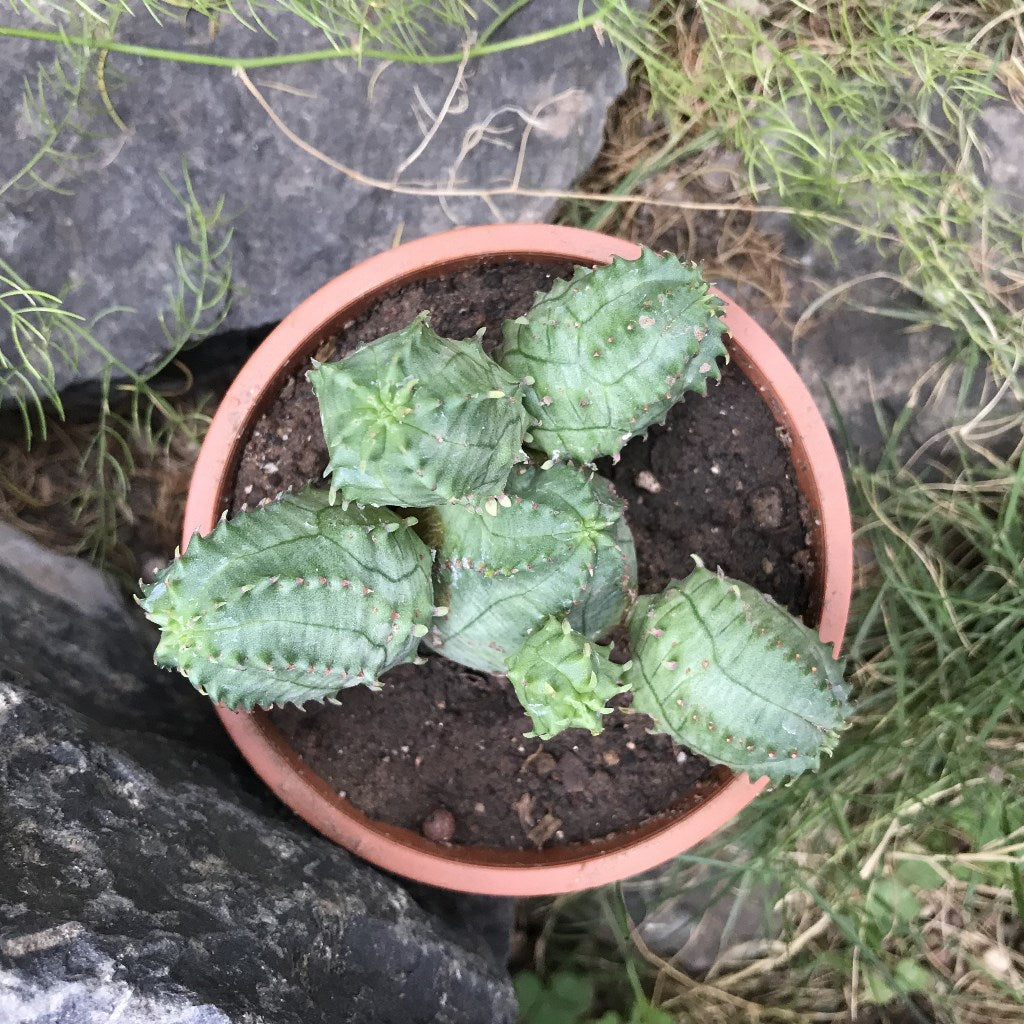Euphorbia Obesa Hybrid x Globosa Cactus Plant - myBageecha