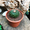 Obregonia Denegrii Cactus Plant