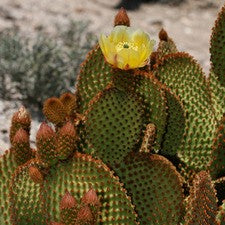 Opuntia Microdasys Rufida Flor Red Bunny Ears Cactus Plant - myBageecha