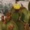 Opuntia Microdasys Rufida Flor Red Bunny Ears Cactus Plant