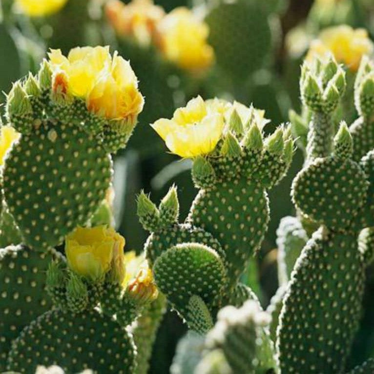Opuntia Microdasys Alba Spina Bunny Ear Cactus Plant - myBageecha