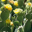 Opuntia Microdasys Alba Spina Bunny Ear Cactus Plant