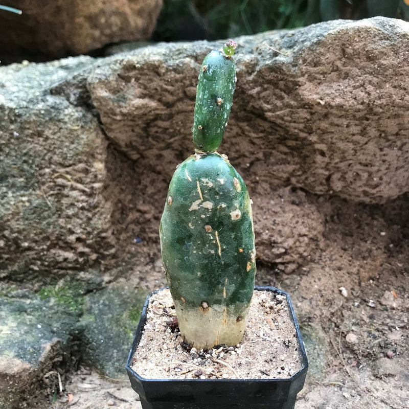 Opuntia Canterae Cactus Plant