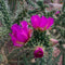 Austrocylindropuntia Cylindrica Cane Cactus Plant