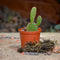 Opuntia Microdasys Rufida Flor Plants myBageecha - myBageecha