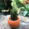 Opuntia Monacantha f. Monstruosa Variegata Cactus Plant
