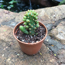Opuntia Tuna Monstruosa Cactus Plant