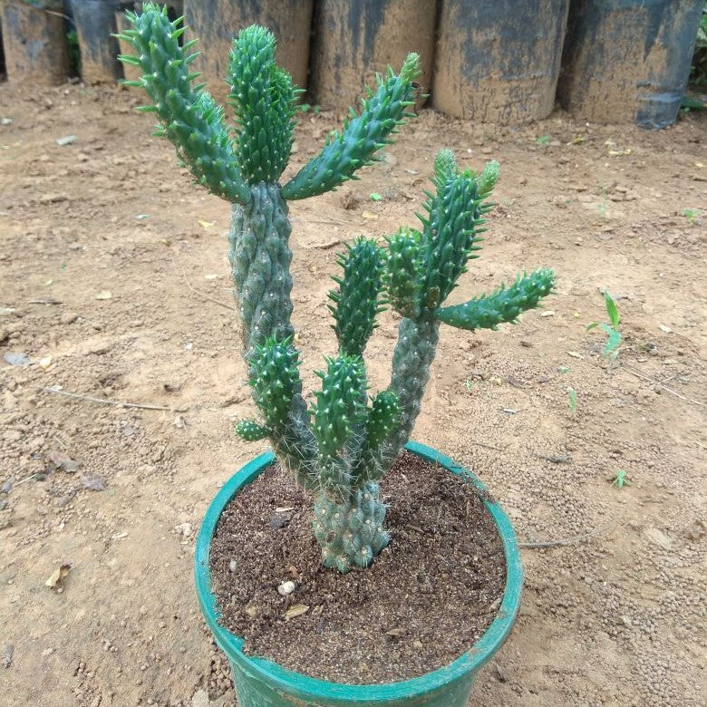 Austrocylindropuntia Cylindrica Cane Cactus Plant - myBageecha