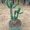 Austrocylindropuntia Cylindrica Cane Cactus Plant
