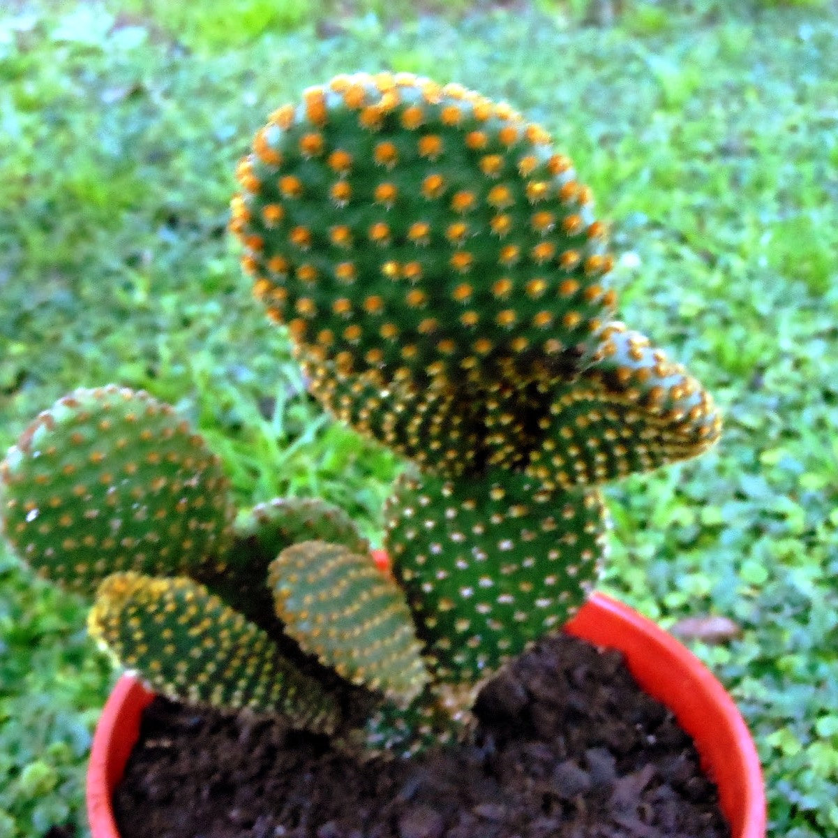 Opuntia Microdasys var Pallida Polka Dot Cactus Plant - myBageecha