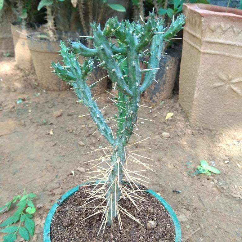Cylindropuntia Tunicata Cactus Plant - myBageecha