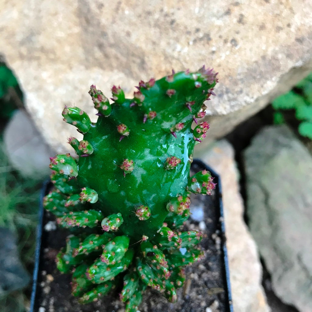 Opuntia Monacantha f. Monstruosa Variegata Cactus Plant - myBageecha