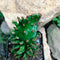 Opuntia Monacantha f. Monstruosa Variegata Cactus Plant
