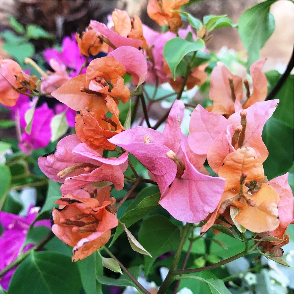 Pack of 4 Colourful Bougainvillea Flowering Plants - myBageecha