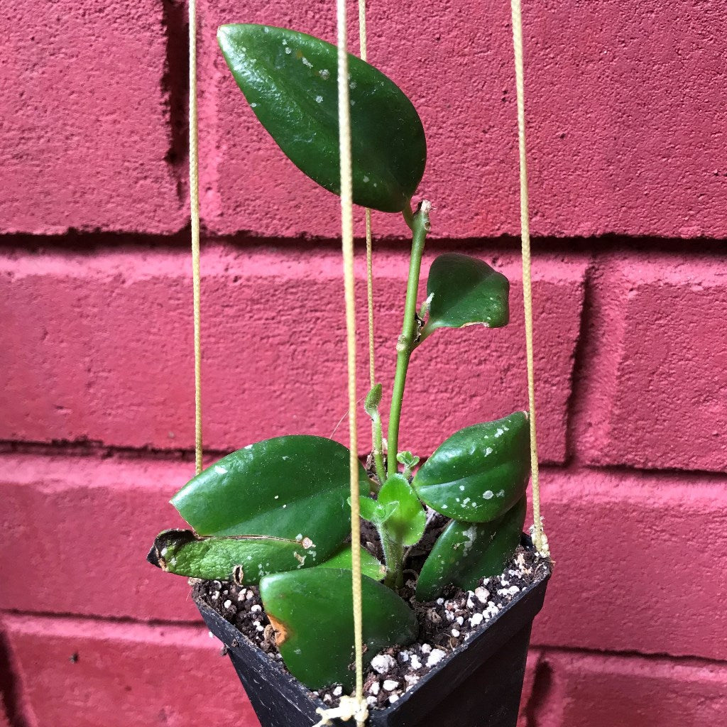 Aeschynanthus Xsplendidus Plant - myBageecha