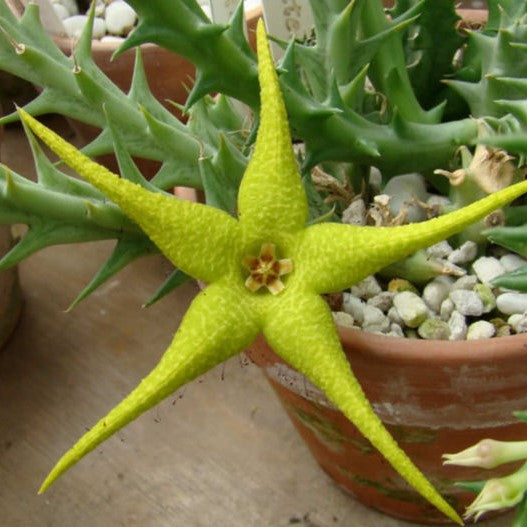 Orbea Caudata Succulent Plant
