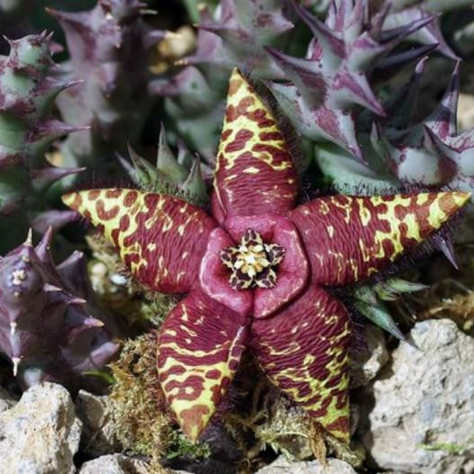 Orbea Semota Succulent Plant - myBageecha