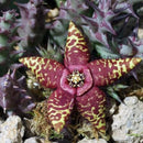 Orbea Semota Succulent Plant