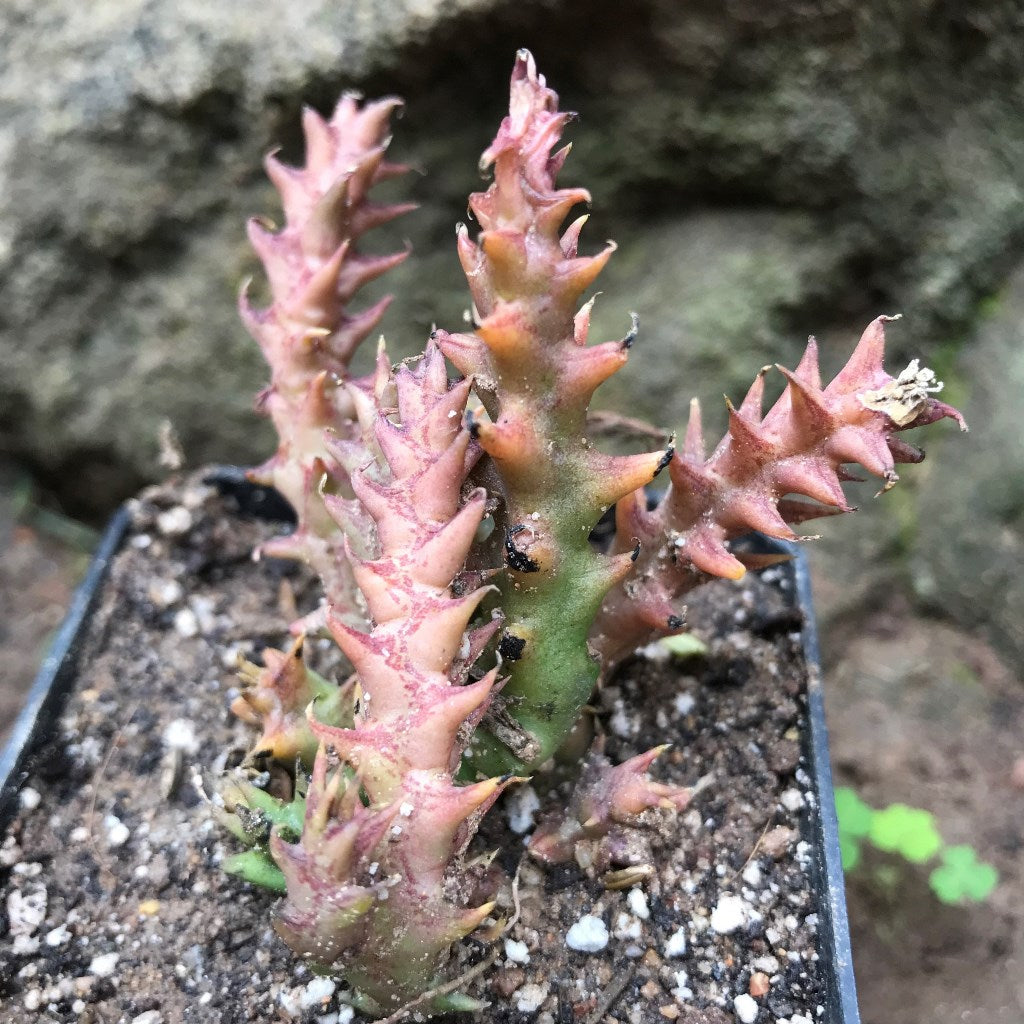Orbea Semota Succulent Plant - myBageecha