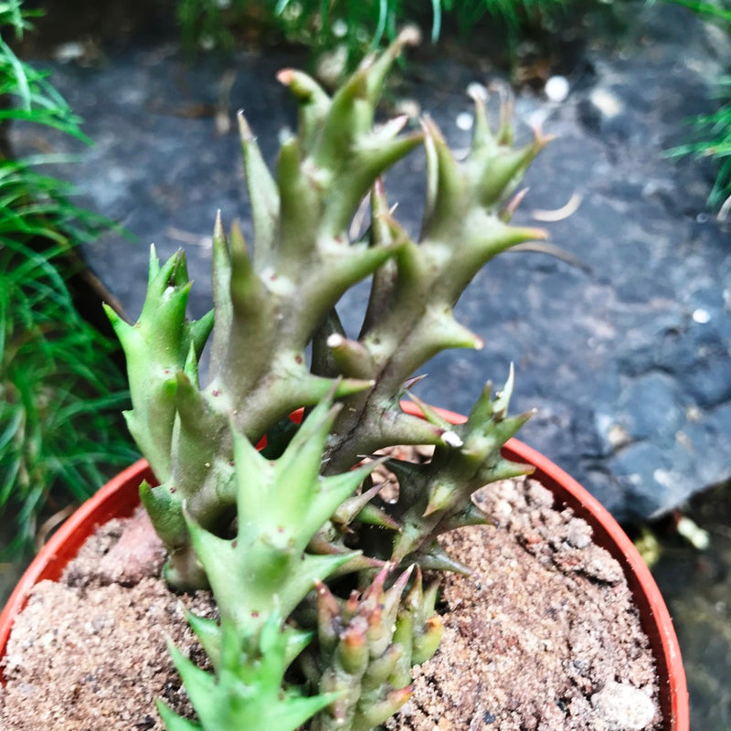 Orbea Verrucosa Succulent Plant