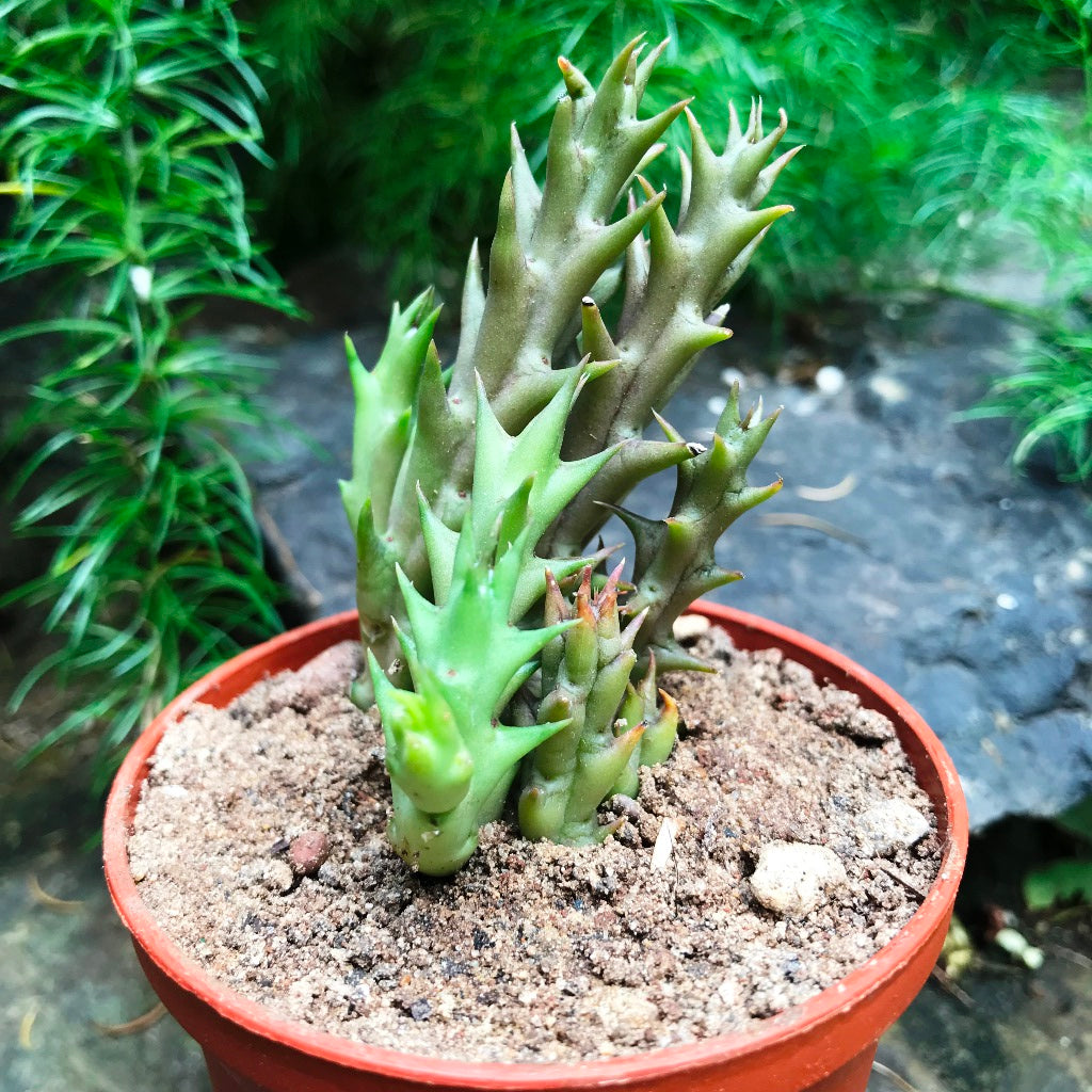 Orbea Verrucosa Succulent Plant - myBageecha
