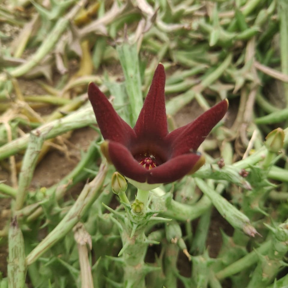 Orbea Decaisneana Succulent Plant - myBageecha