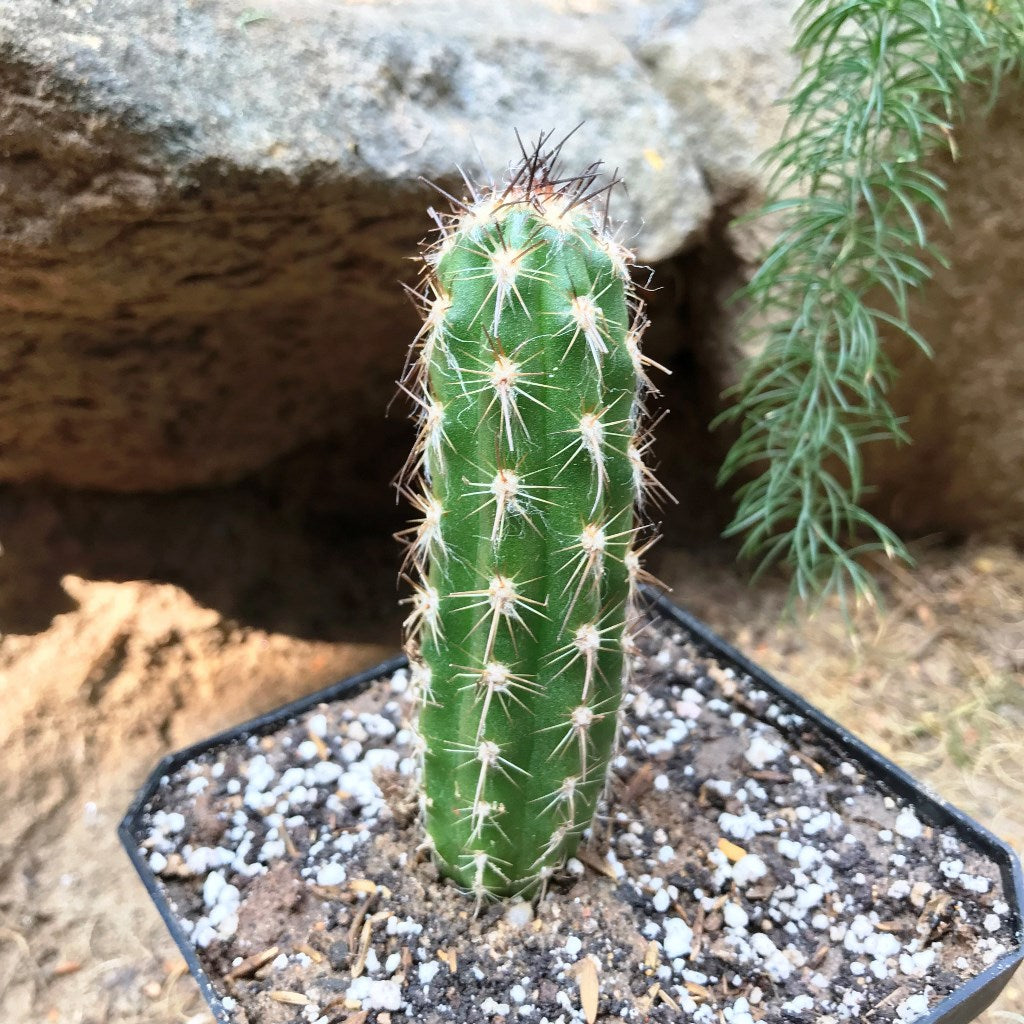 Oreocereus Hendriksenianus Cactus Plant - myBageecha