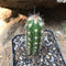Oreocereus Hendriksenianus Cactus Plant