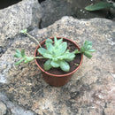 Orostachys Furusei Chinese Dunce Cap Succulent Plant