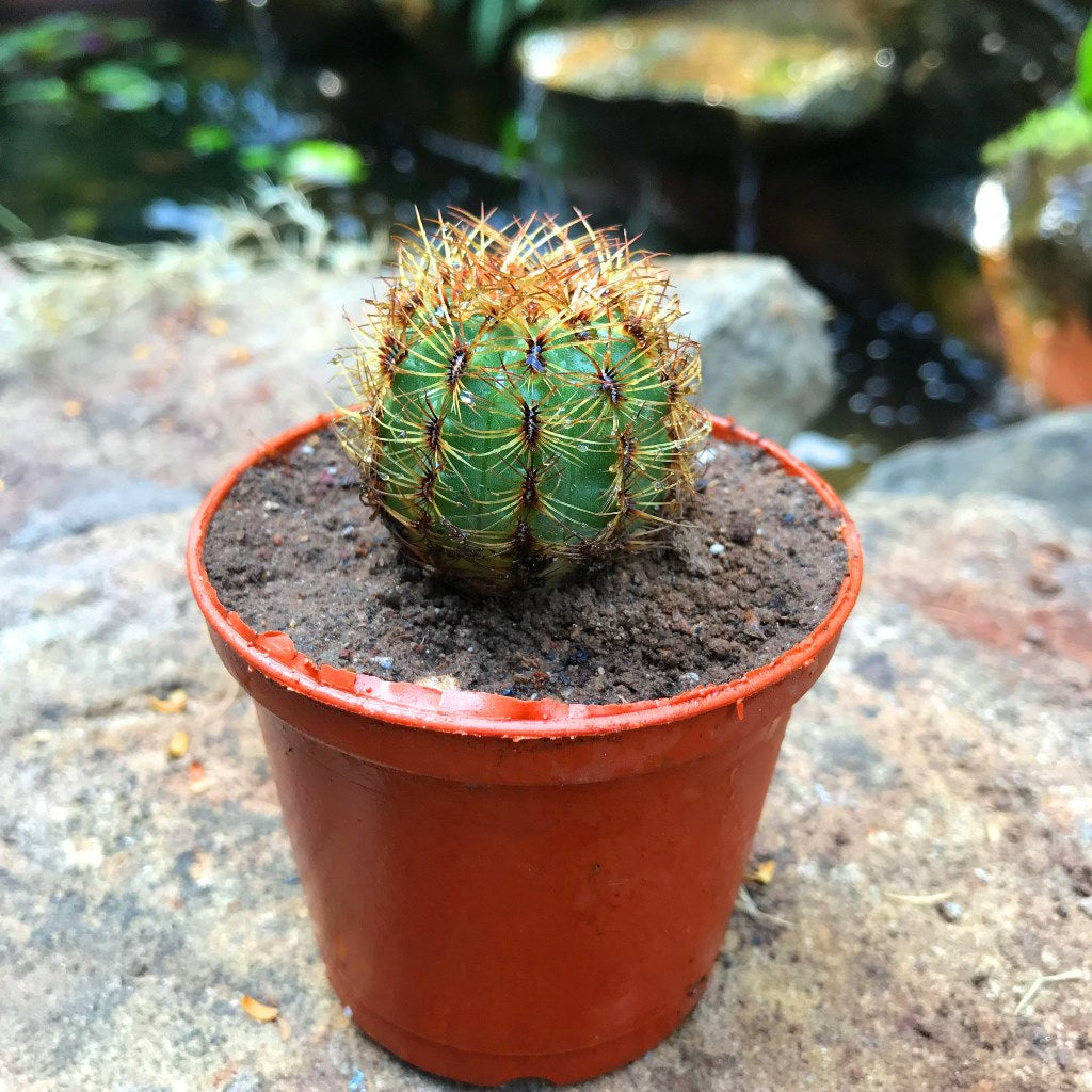 Oroya Neoperuviana Cactus Plant - myBageecha