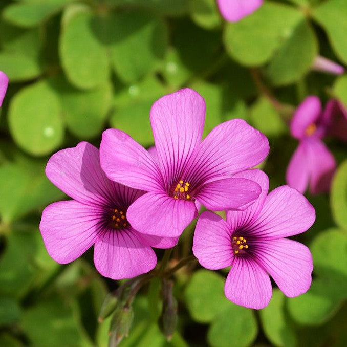 Oxalis Adenophylla