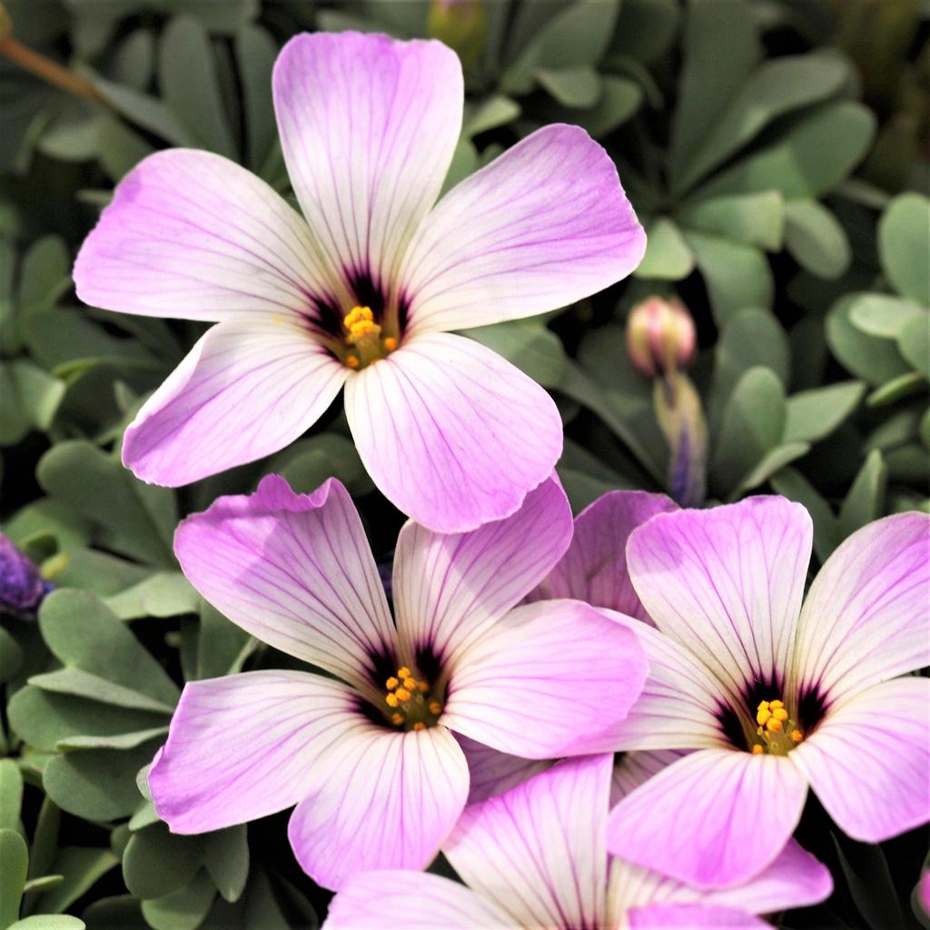 Oxalis Adenophylla