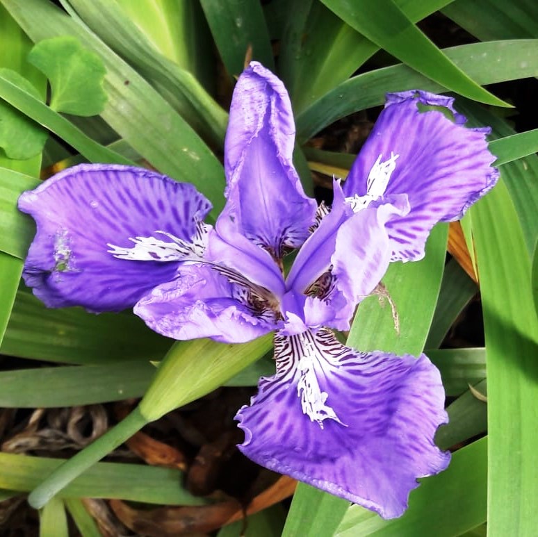 Iris Tectorum Plant - myBageecha