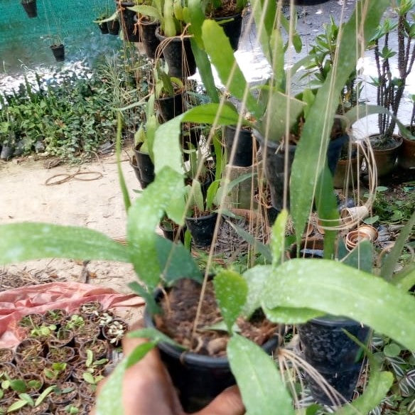 Epiphyllum Oxypetalum Queen of the Night Plant - myBageecha