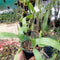 Epiphyllum Oxypetalum Queen of the Night Plant