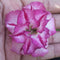 Lilac Beauty Adenium Plant