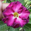 Rose Magnetic Adenium Plant