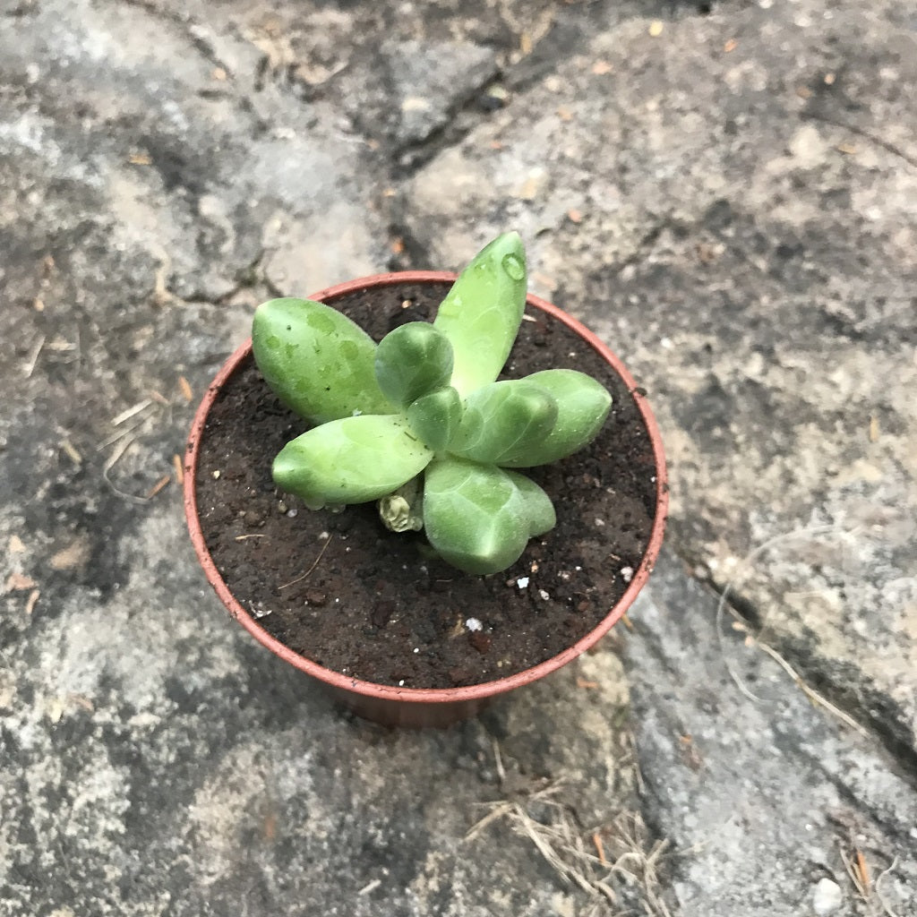 Pachyphytum Compactum Succulent Plant - myBageecha