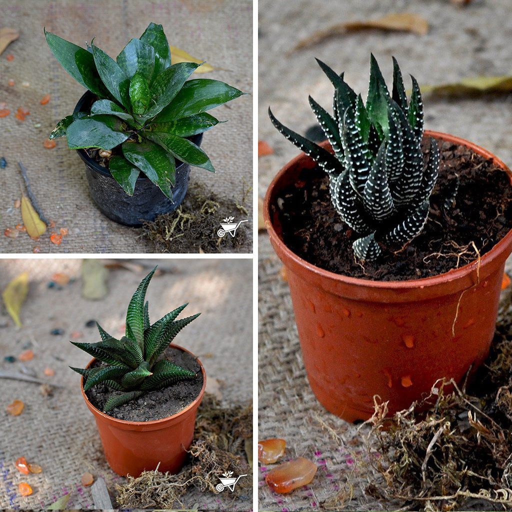 office table plant pots Pack of 3 Office Desk Plants