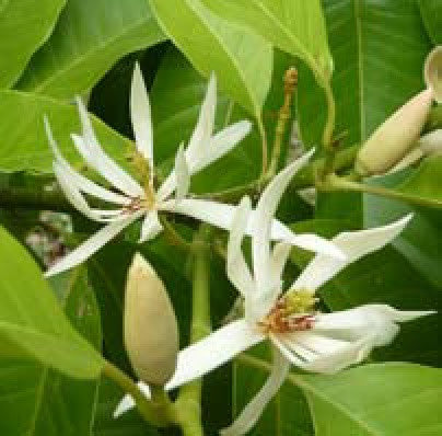 White Champa_Magnolia x alba Plants myBageecha - myBageecha