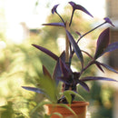 Tradescantia Pallida Succulent Plant