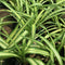 Variegated Dwarf Screw Pine Plants myBageecha - myBageecha