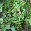 Dolichos lablab / Papdi-Beans Seeds myBageecha - myBageecha