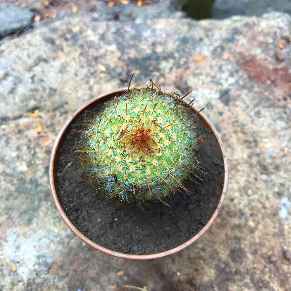 Parodia Aureispina Cactus Plant - myBageecha