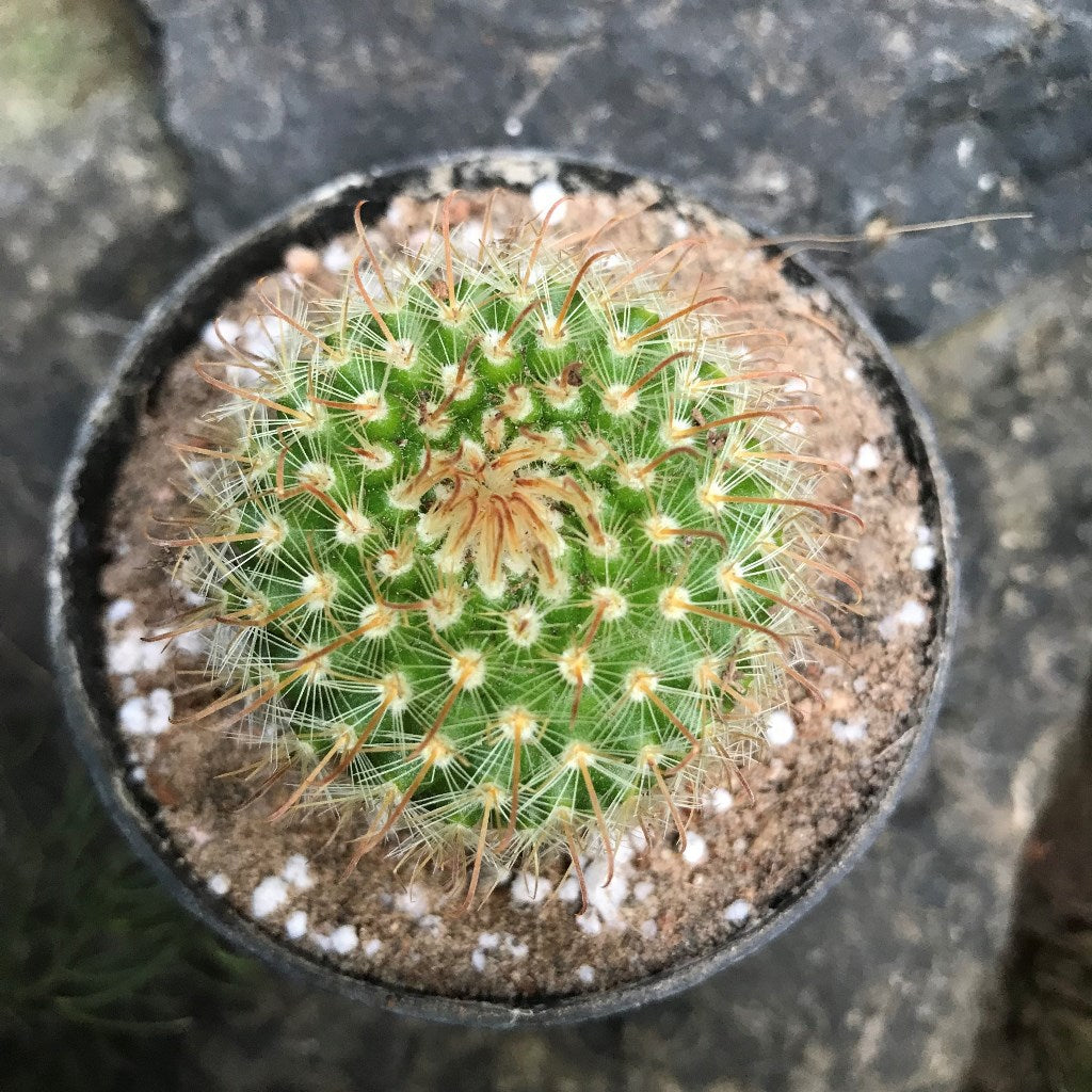 Parodia Chrysacanthion Cactus Plant - myBageecha