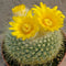 Parodia Chrysacanthion Cactus Plant