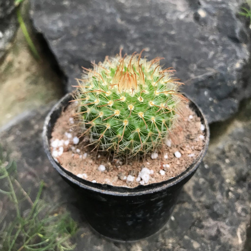 Parodia Chrysacanthion Cactus Plant